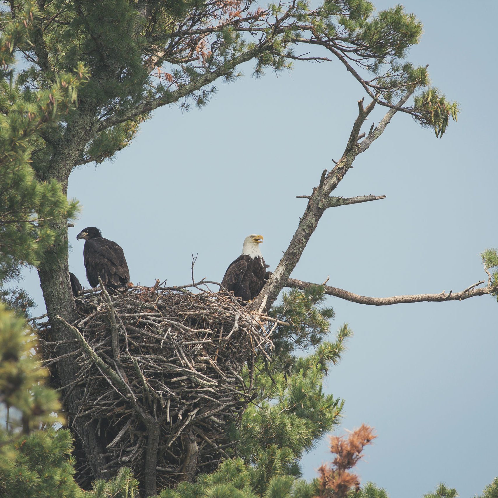 Nesting Bald Eagles